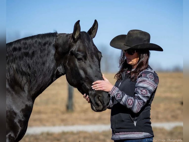 Friesian horses Mix Gelding 5 years 15,2 hh Black in Auburn, KY