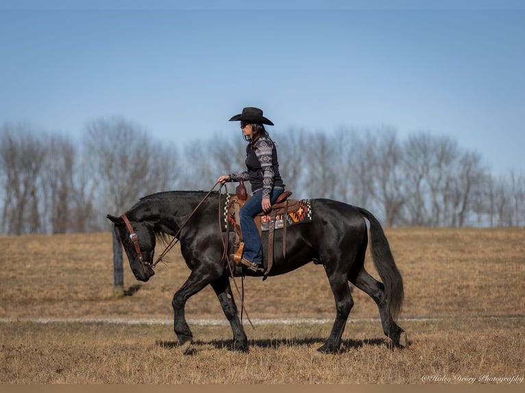 Friesian horses Mix Gelding 5 years 15,2 hh Black in Auburn, KY