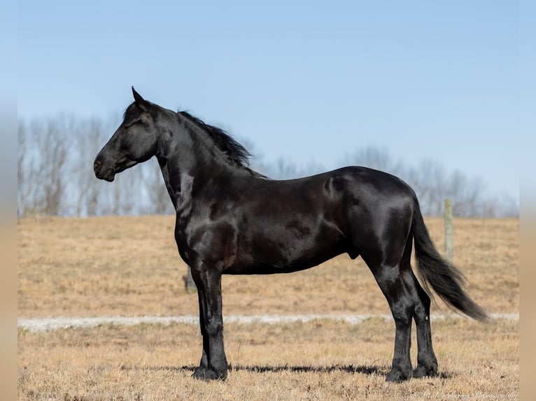 Friesian horses Mix Gelding 5 years 15,2 hh Black in Auburn, KY