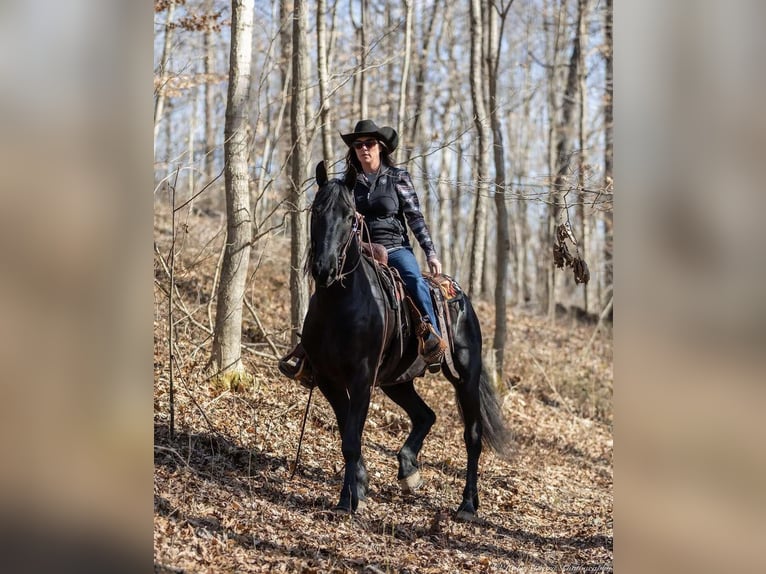 Friesian horses Mix Gelding 5 years 15,2 hh Black in Auburn, KY