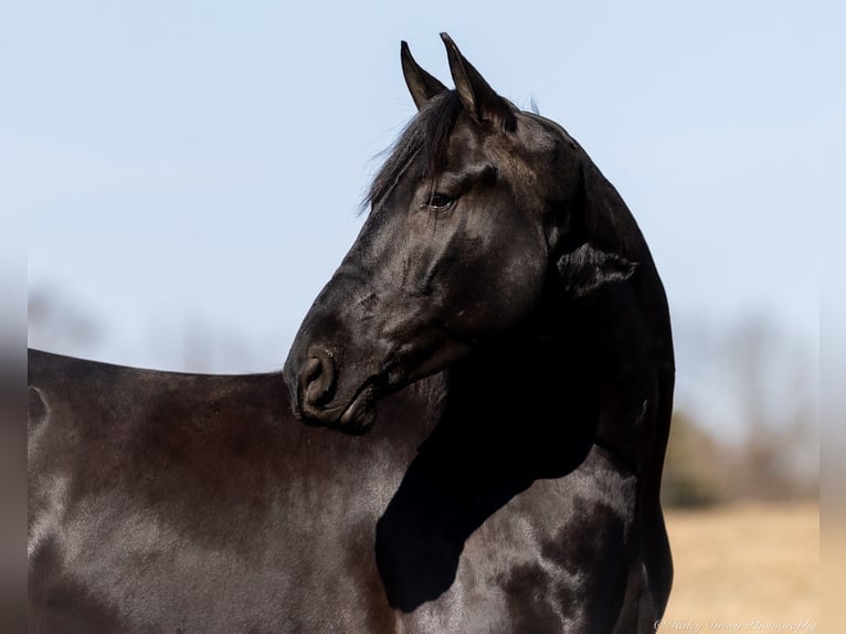 Friesian horses Mix Gelding 5 years 15,2 hh Black in Auburn, KY