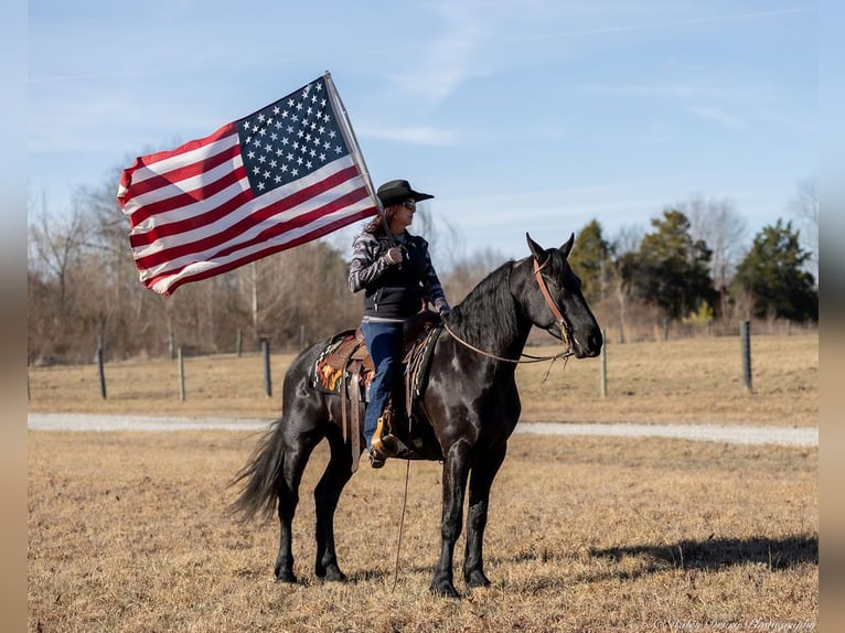 Friesian horses Mix Gelding 5 years 15,2 hh Black in Auburn, KY