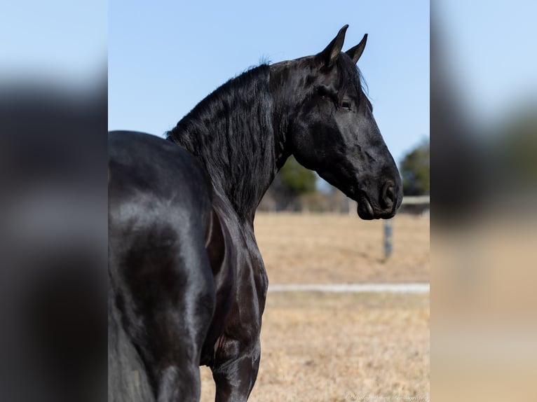 Friesian horses Mix Gelding 5 years 15,2 hh Black in Auburn, KY