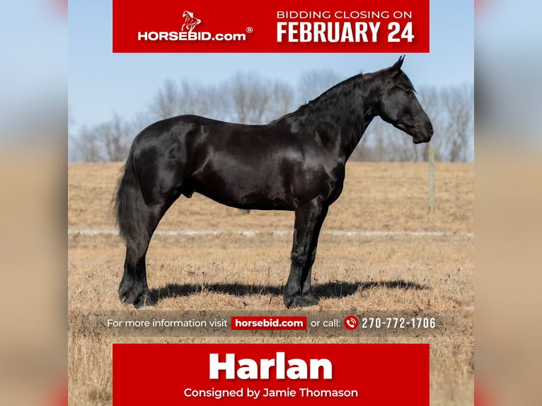 Friesian horses Mix Gelding 5 years 15,2 hh Black in Auburn, KY