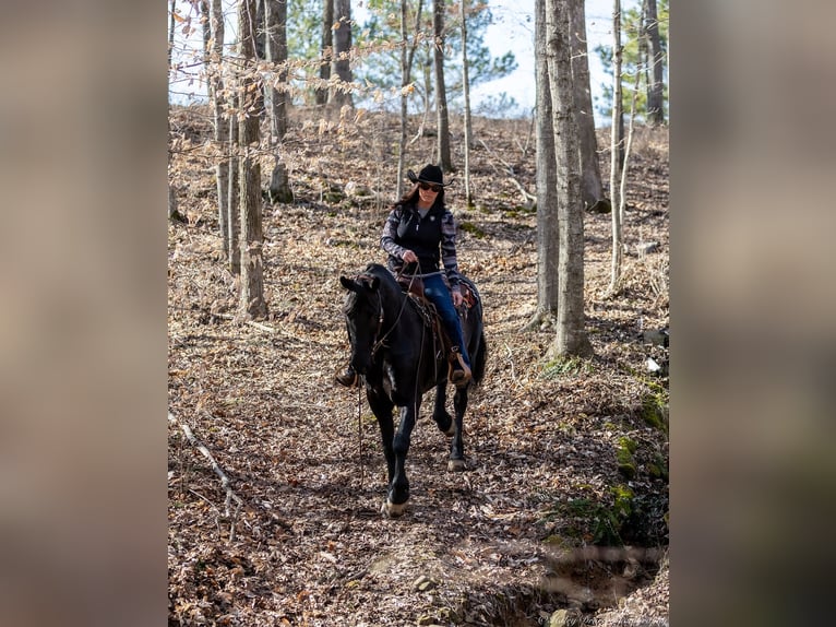 Friesian horses Mix Gelding 5 years 15,2 hh Black in Auburn, KY