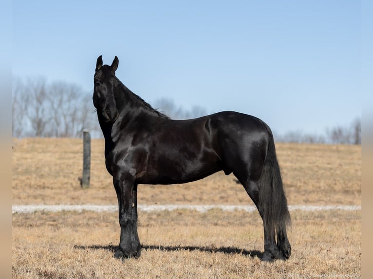 Friesian horses Mix Gelding 5 years 15,2 hh Black in Auburn, KY