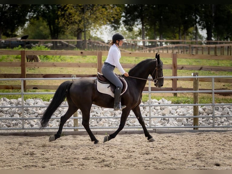 Friesian horses Mix Gelding 5 years 15,2 hh Black in Auburn, KY