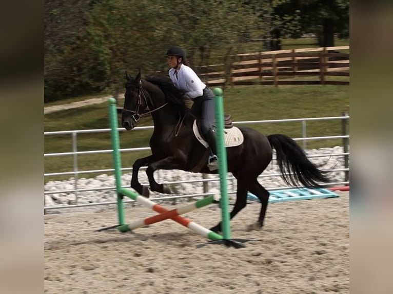 Friesian horses Mix Gelding 5 years 15,2 hh Black in Auburn, KY