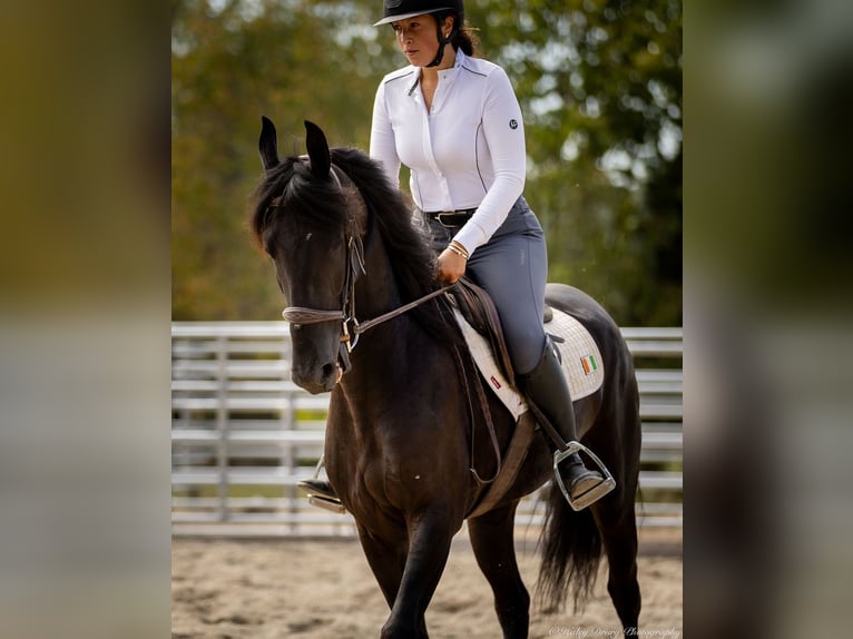 Friesian horses Mix Gelding 5 years 15,2 hh Black in Auburn, KY