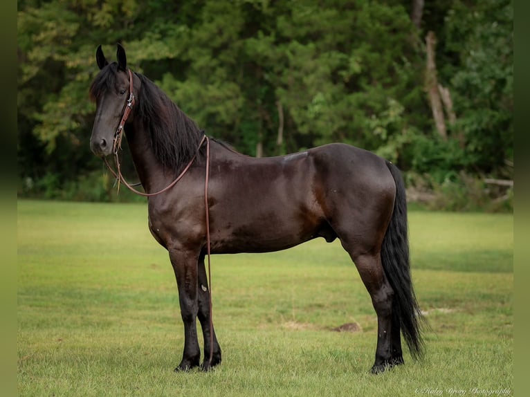 Friesian horses Mix Gelding 5 years 15,2 hh Black in Auburn, KY