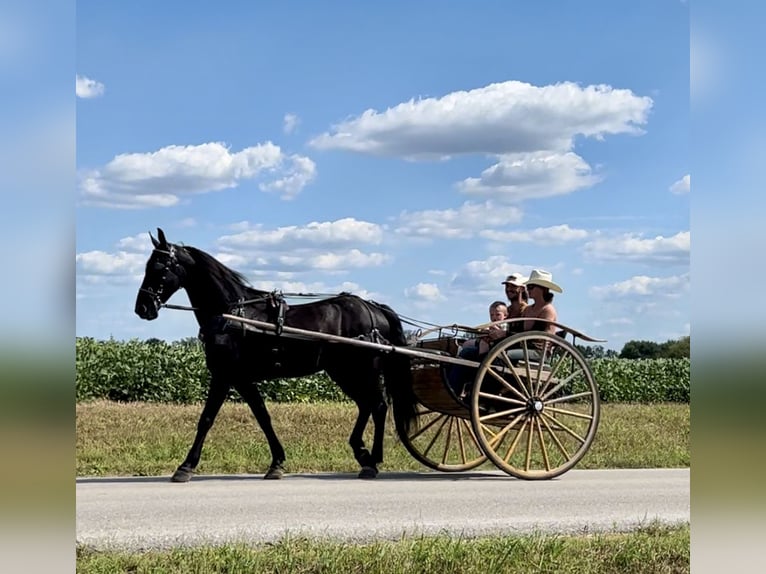 Friesian horses Mix Gelding 5 years 15,2 hh Black in Auburn, KY