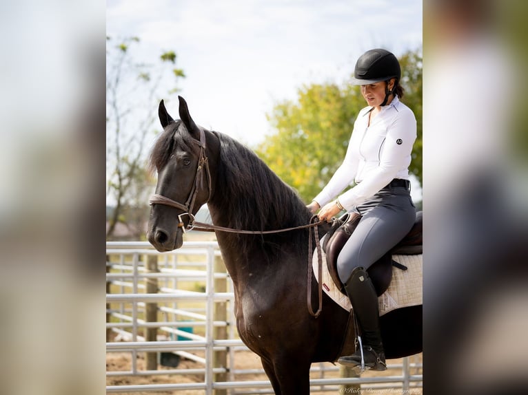 Friesian horses Mix Gelding 5 years 15,2 hh Black in Auburn, KY