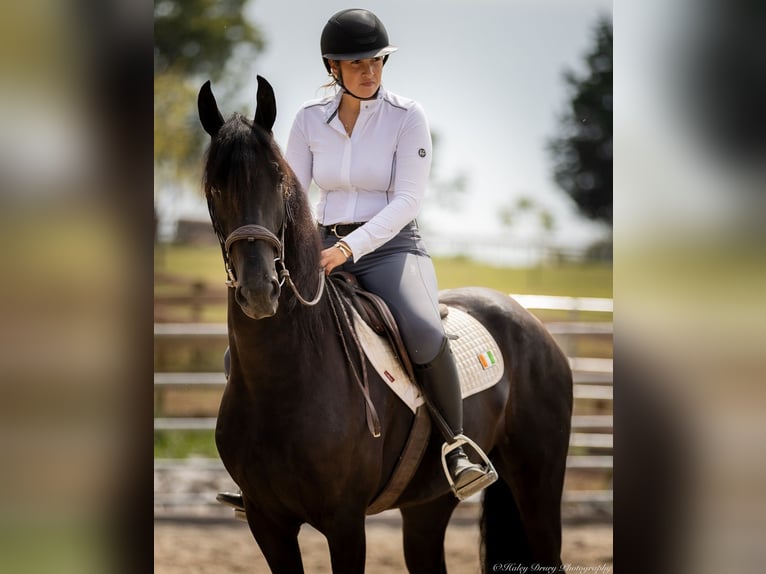 Friesian horses Mix Gelding 5 years 15,2 hh Black in Auburn, KY