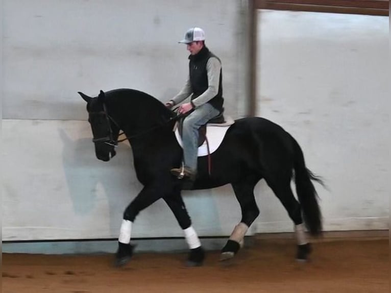 Friesian horses Mix Gelding 5 years 15,2 hh Black in Sturgis, MI