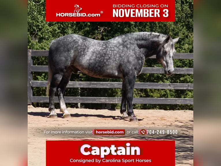 Friesian horses Mix Gelding 5 years 15,2 hh Grey in Clover