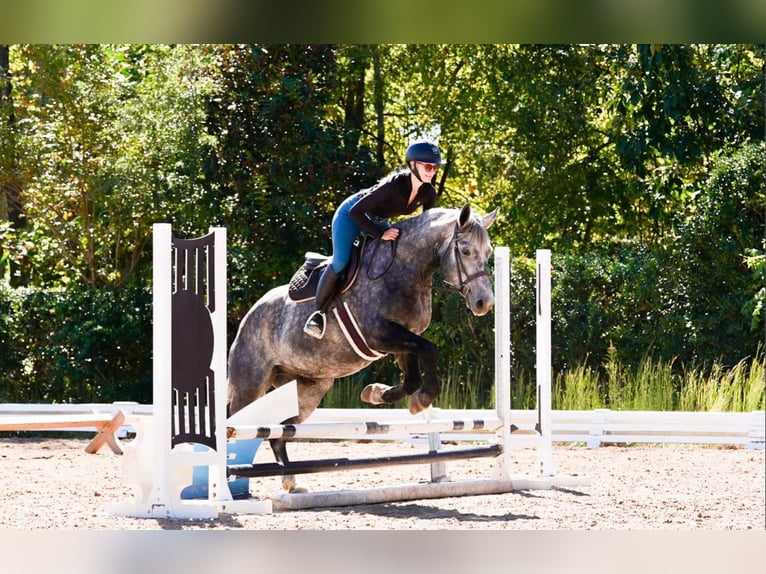 Friesian horses Mix Gelding 5 years 15,2 hh Grey in Clover
