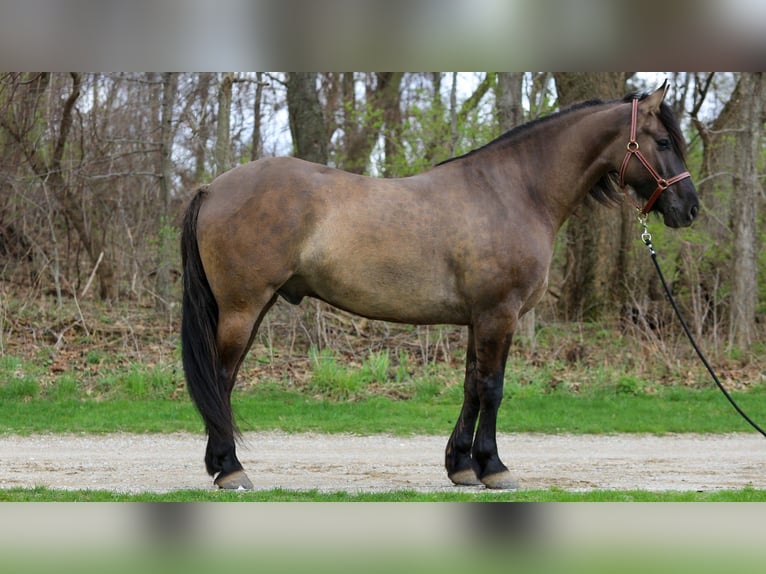 Friesian horses Mix Gelding 5 years 15.2 hh Grullo in Shipshewana