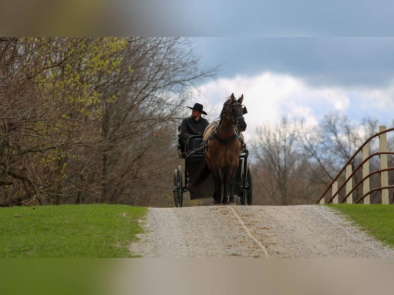 Friesian horses Mix Gelding 5 years 15.2 hh Grullo in Shipshewana