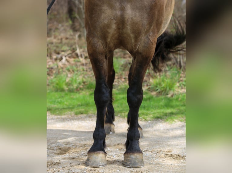 Friesian horses Mix Gelding 5 years 15.2 hh Grullo in Shipshewana
