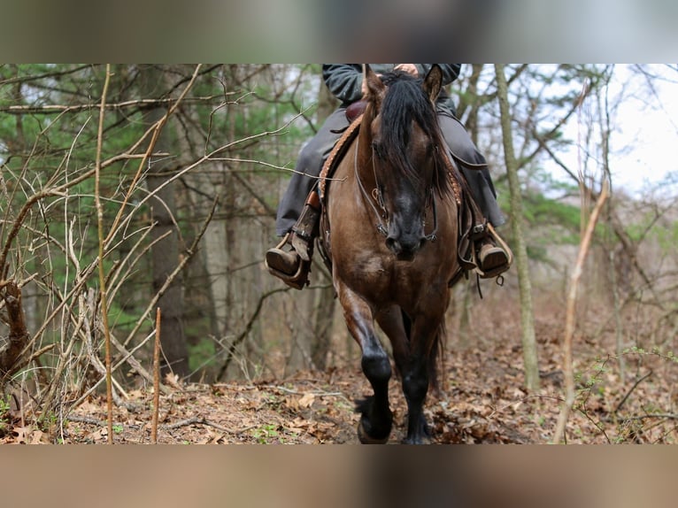Friesian horses Mix Gelding 5 years 15.2 hh Grullo in Shipshewana