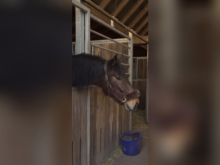 Friesian horses Mix Gelding 5 years 15.2 hh  in Moers