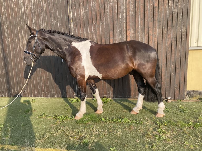 Friesian horses Mix Gelding 5 years 15.2 hh Pinto in Bentwisch