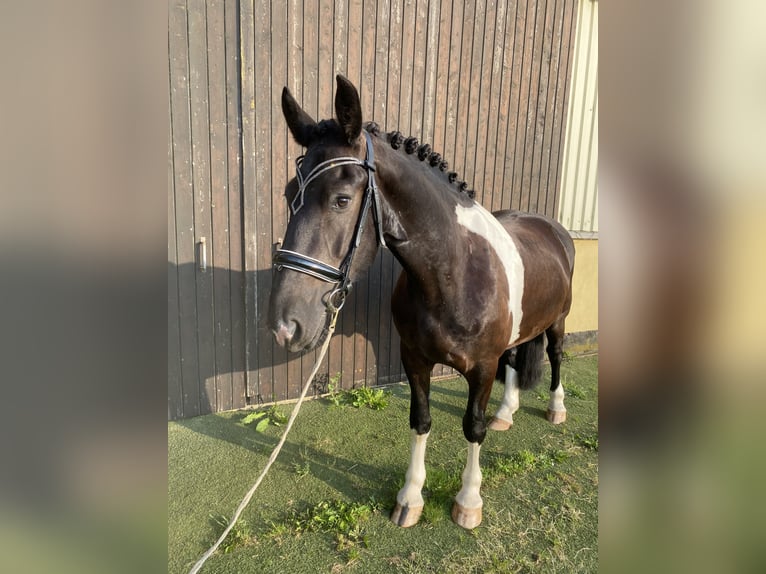 Friesian horses Mix Gelding 5 years 15.2 hh Pinto in Bentwisch