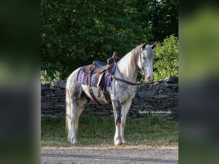 Friesian horses Gelding 5 years 15,2 hh Tobiano-all-colors in Everett PA