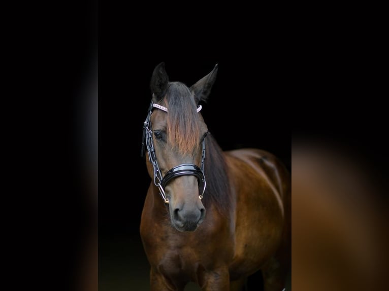 Friesian horses Mix Gelding 5 years 15,3 hh Bay-Dark in Rochester