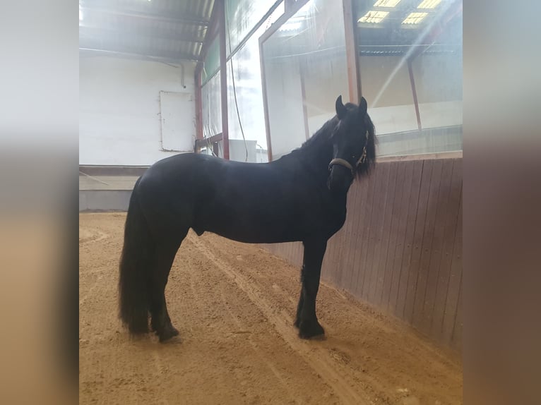 Friesian horses Gelding 5 years 15,3 hh Black in Halsenbach