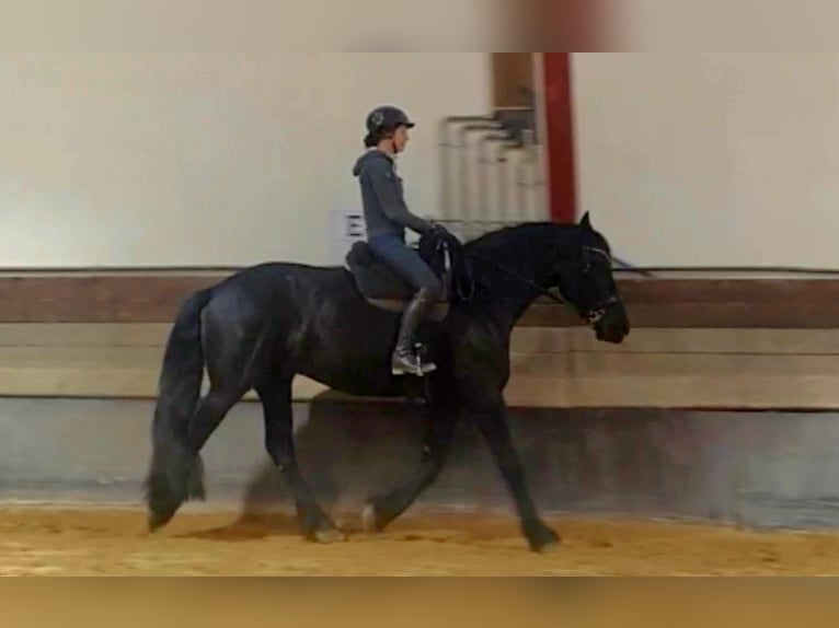 Friesian horses Gelding 5 years 15,3 hh Black in Halsenbach