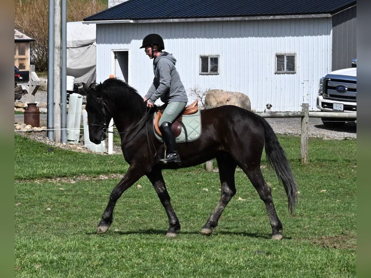 Friesian horses Gelding 5 years 15.3 hh Black in Warsaw KY