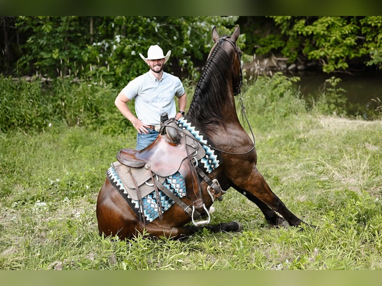 Friesian horses Gelding 5 years 15,3 hh Black in Dalton, OH