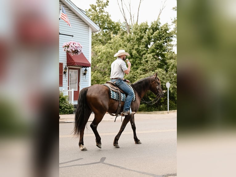 Friesian horses Gelding 5 years 15,3 hh Black in Dalton, OH