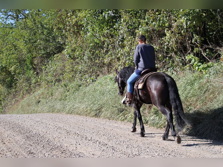Friesian horses Mix Gelding 5 years 15,3 hh Black in Baltic, OH