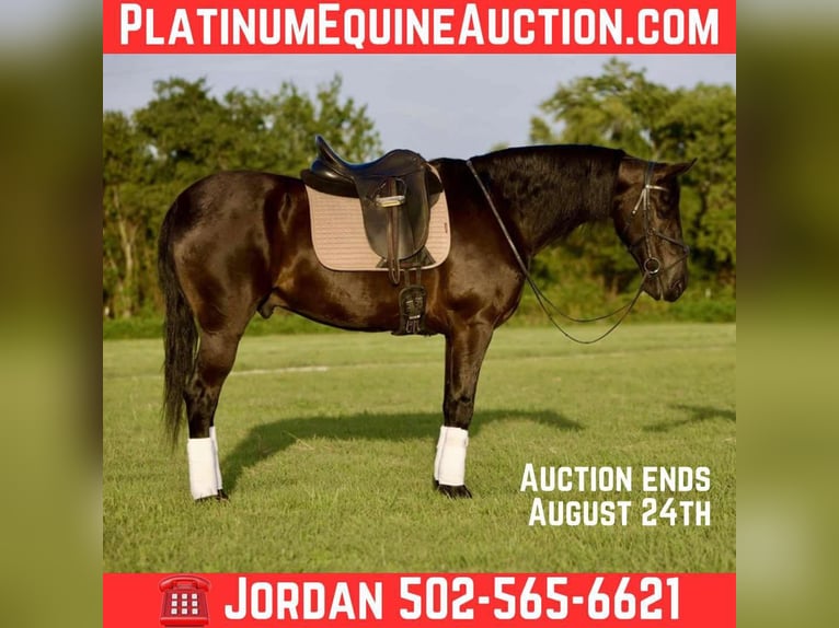 Friesian horses Gelding 5 years 15,3 hh Black in Waco TX