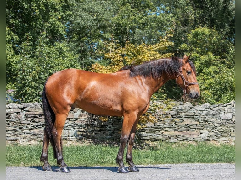 Friesian horses Gelding 5 years 15 hh Bay in Everett PA