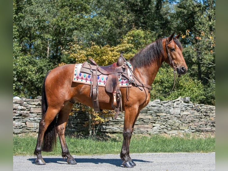 Friesian horses Gelding 5 years 15 hh Bay in Everett PA