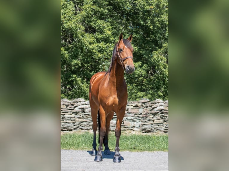 Friesian horses Gelding 5 years 15 hh Bay in Everett PA