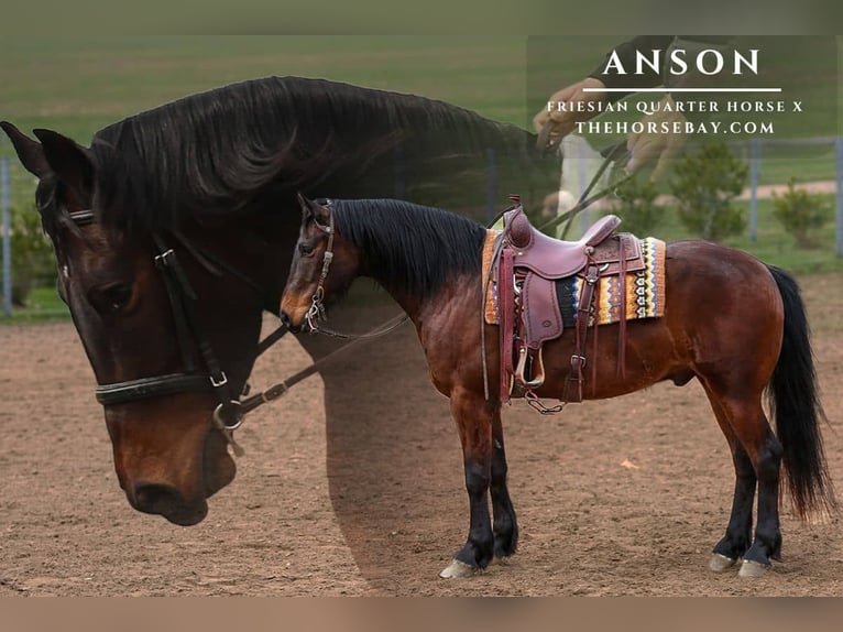 Friesian horses Gelding 5 years 15 hh Bay in Shipshewana, IN