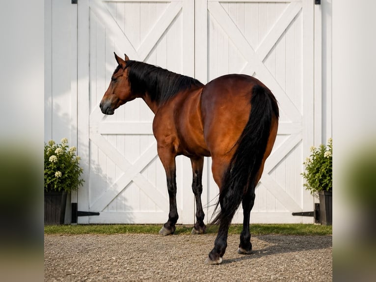 Friesian horses Gelding 5 years 15 hh Bay in Lisbon, IA