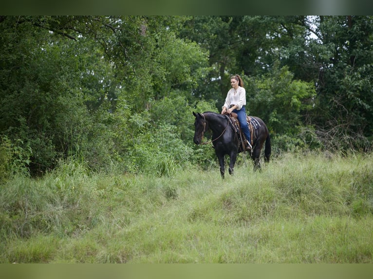 Friesian horses Gelding 5 years 15 hh Black in Austin Texas