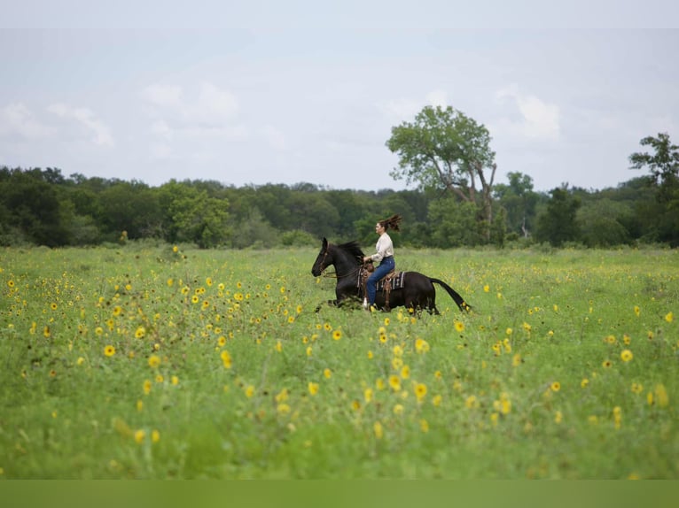 Friesian horses Gelding 5 years 15 hh Black in Austin Texas