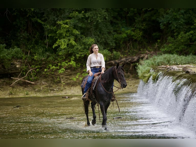 Friesian horses Gelding 5 years 15 hh Black in Austin Texas