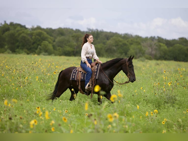 Friesian horses Gelding 5 years 15 hh Black in Austin Texas