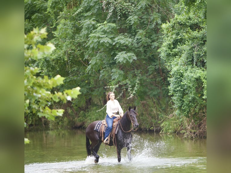 Friesian horses Gelding 5 years 15 hh Black in Austin Texas