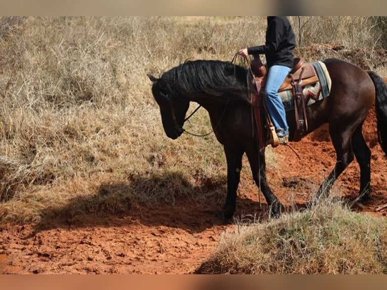 Friesian horses Mix Gelding 5 years 15 hh Black in Ripley