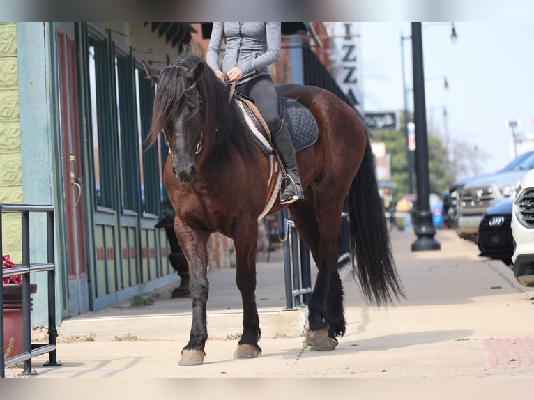 Friesian horses Mix Gelding 5 years 15 hh Black in Ripley