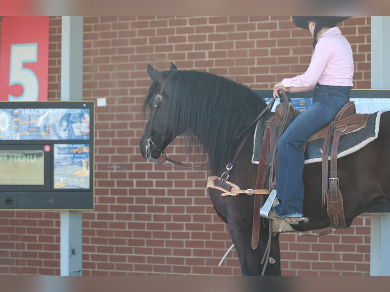 Friesian horses Mix Gelding 5 years 15 hh Black in Ripley