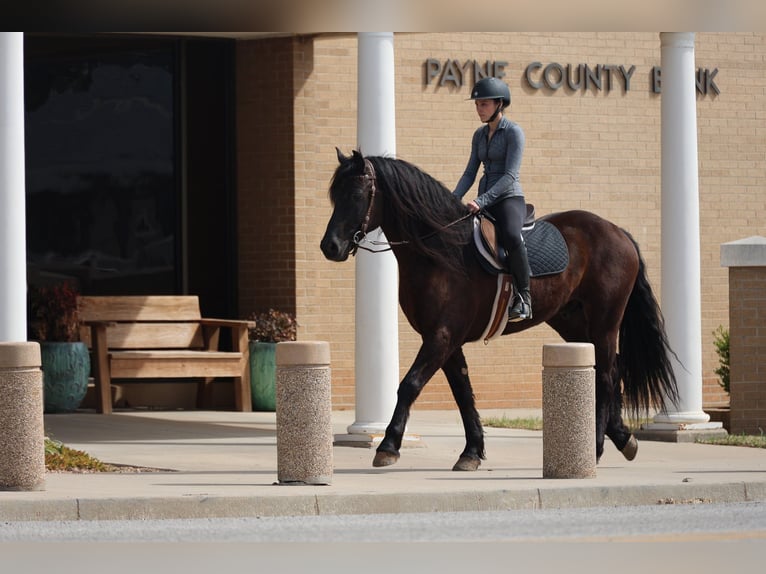 Friesian horses Mix Gelding 5 years 15 hh Black in Ripley